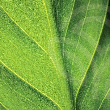 Chlorophylle liquide (Chlorophylle liquide) NSP solution orale